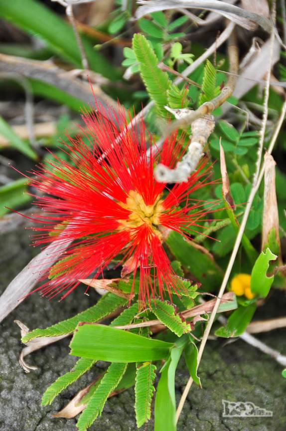 Vegetação ao longo da trilha da Lagoinha do Leste, na costa sul de Florianópolis, em Santa Catarina